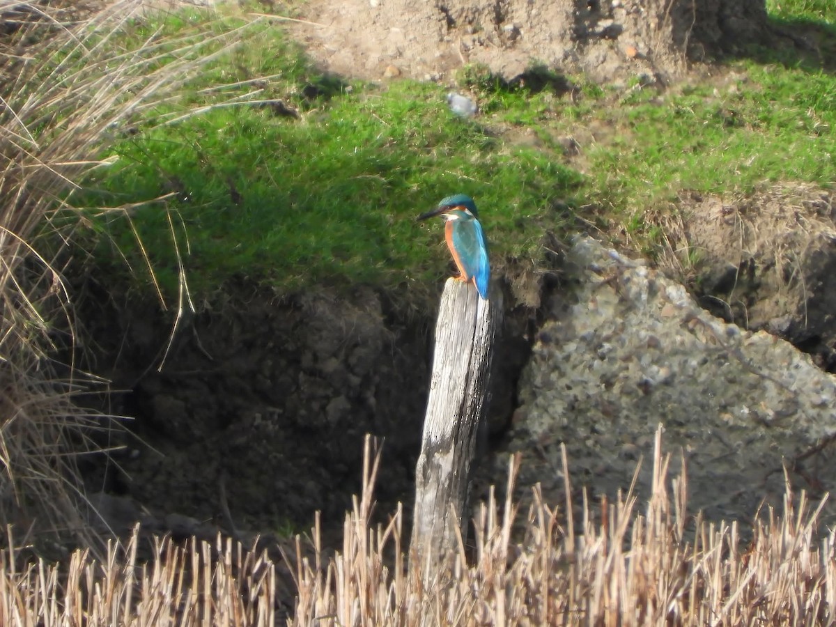 Common Kingfisher - ML644868120
