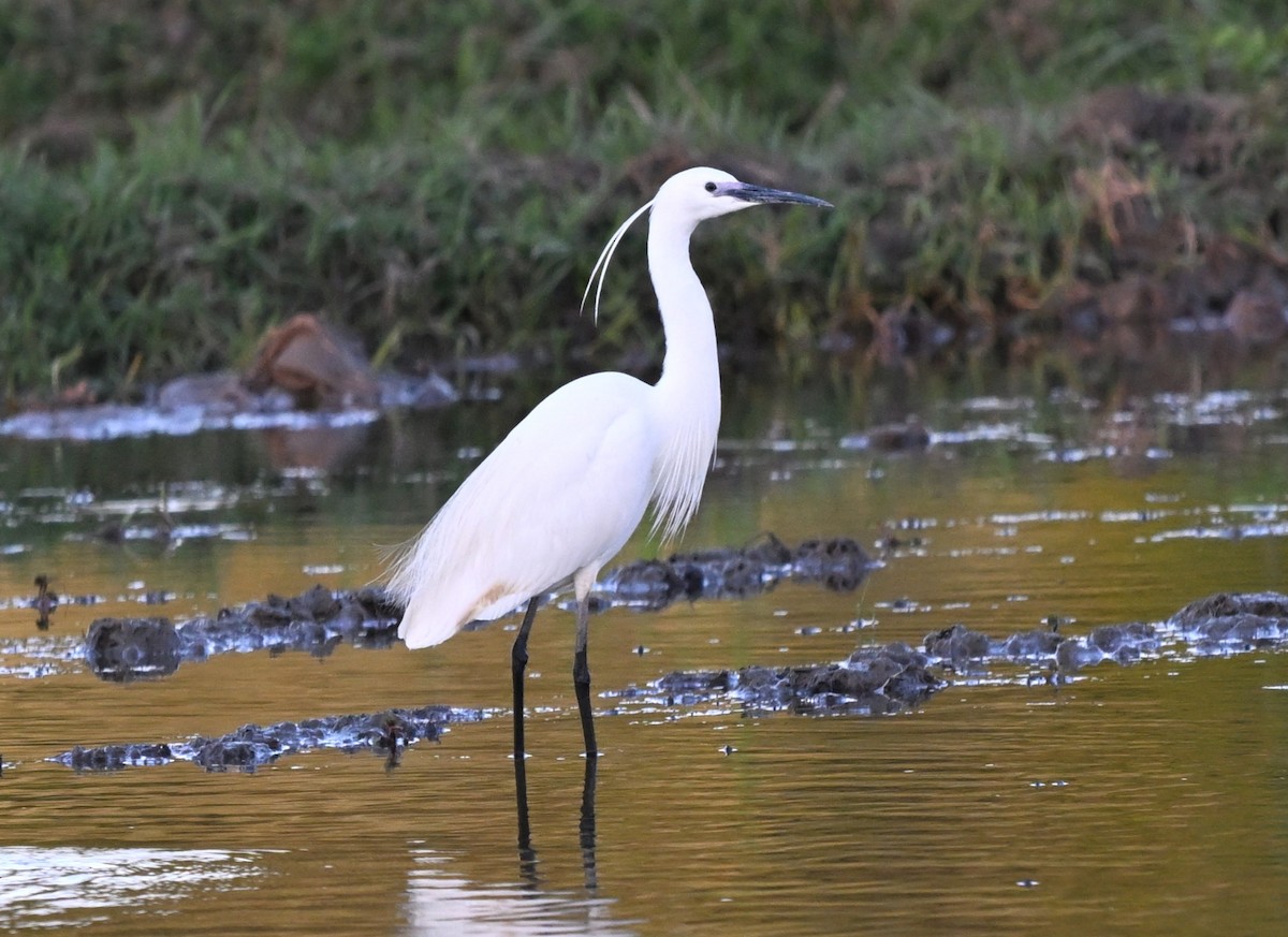 Seidenreiher - ML644868124