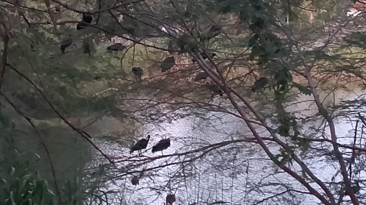 Bare-faced Ibis - ML644868130