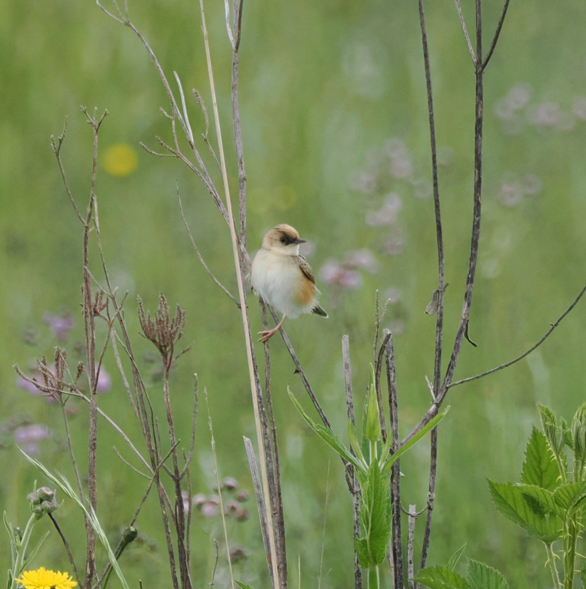 Pale-crowned Cisticola - ML644868133