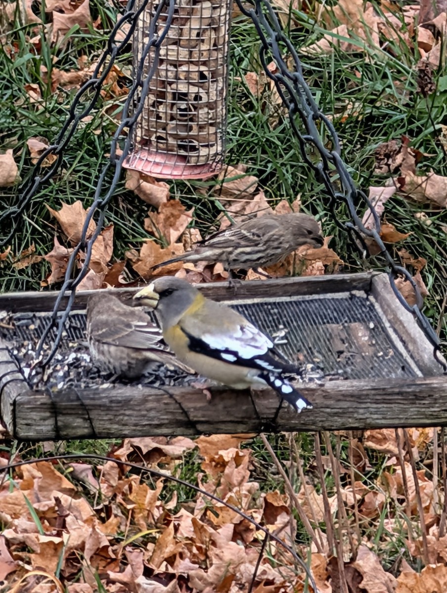 Evening Grosbeak - ML644868134