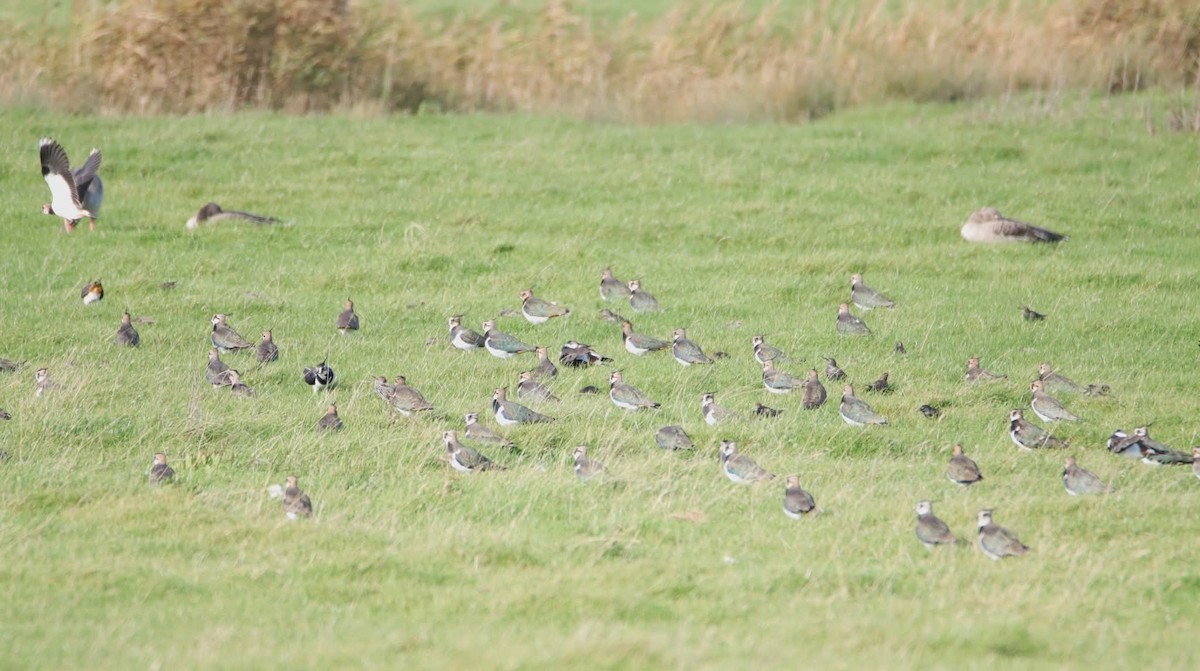 Northern Lapwing - ML644868135