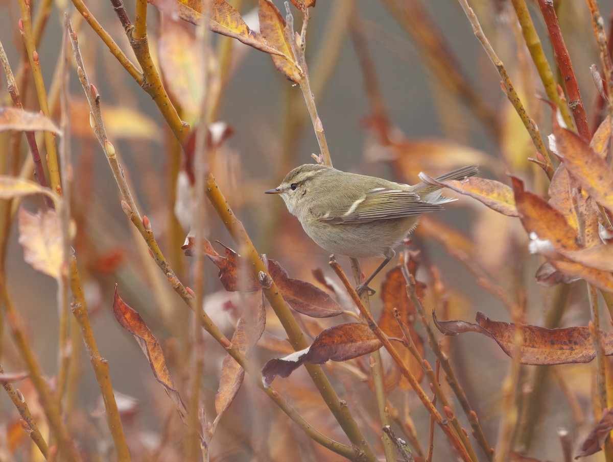 Hume's Warbler - ML644868151