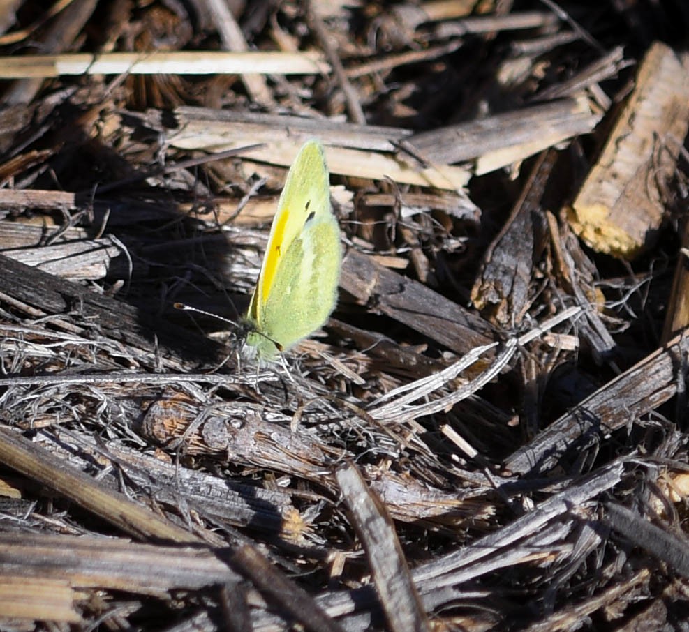 Dainty Sulphur - ML644868155