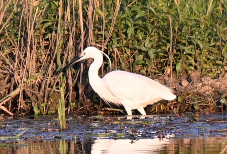 Seidenreiher - ML644868156