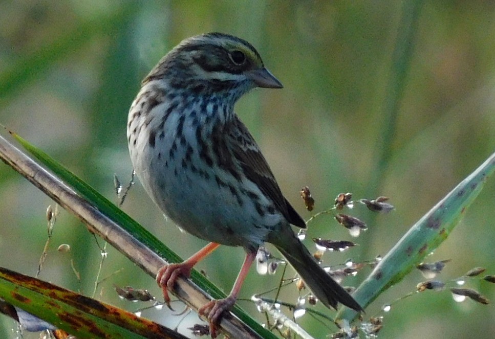 Savannah Serçesi - ML644868159