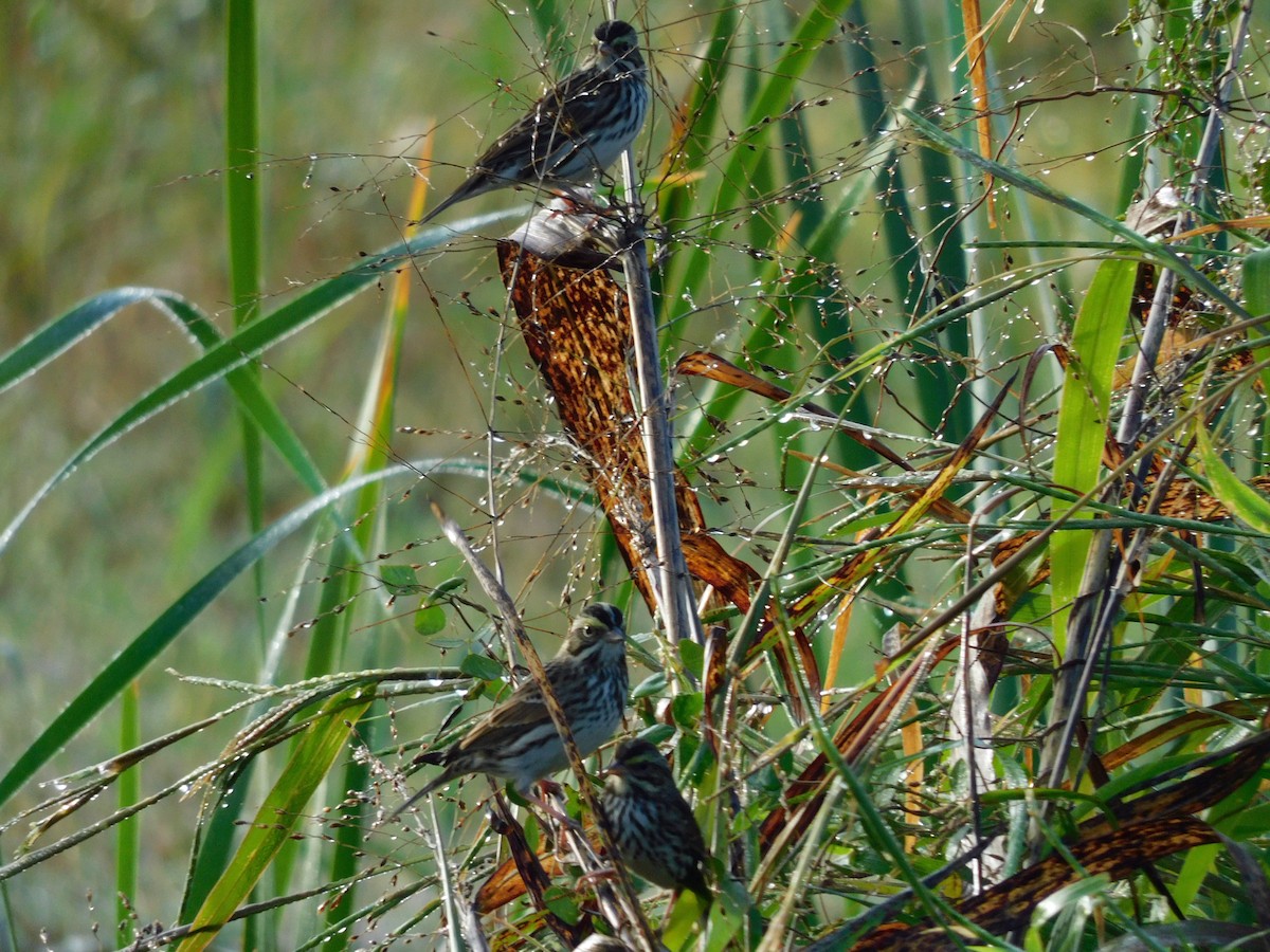 Savannah Serçesi - ML644868160