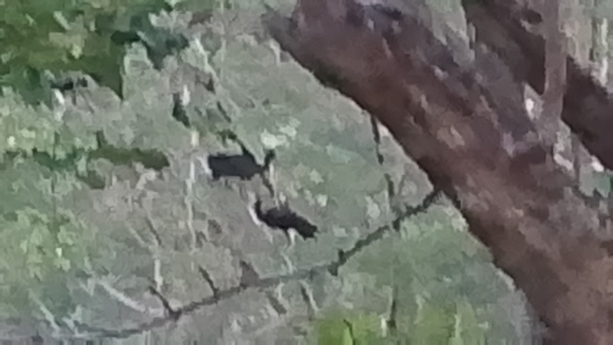 Bare-faced Ibis - ML644868161