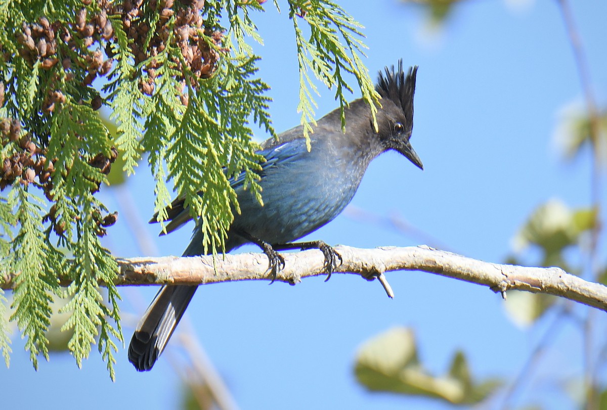 Chara de Steller - ML644868177