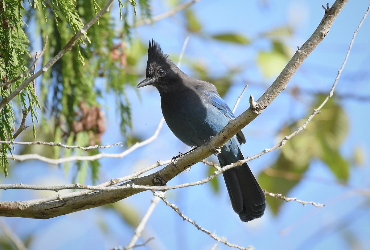 Chara de Steller - ML644868180