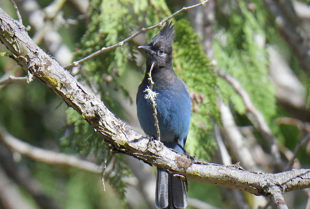 Chara de Steller - ML644868181