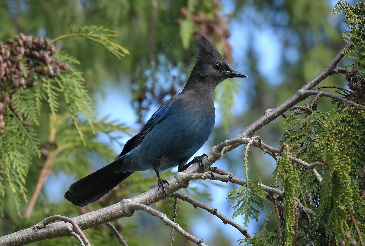 Chara de Steller - ML644868182