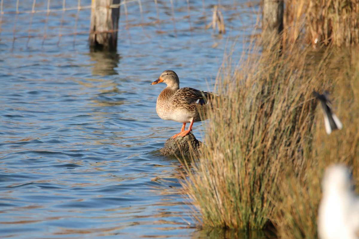 Mallard - ML644868187