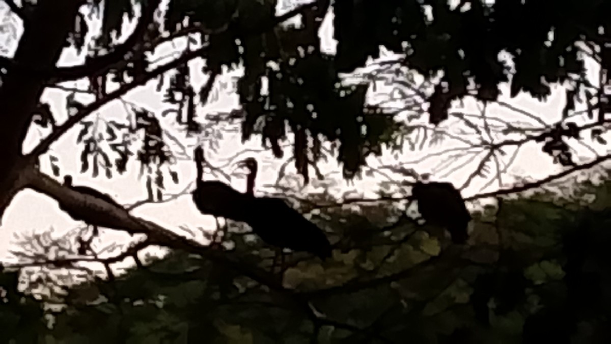 Bare-faced Ibis - ML644868188