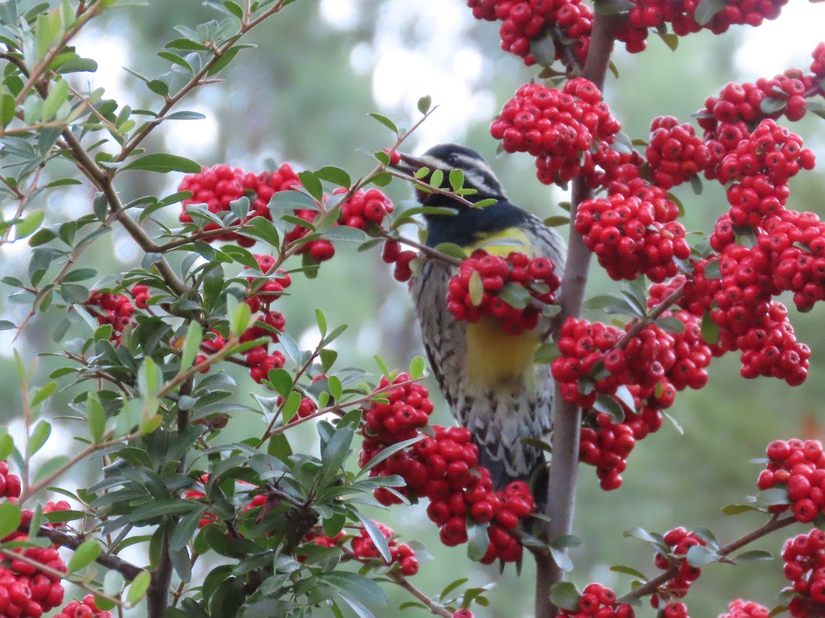 Williamson's Sapsucker - ML644868191