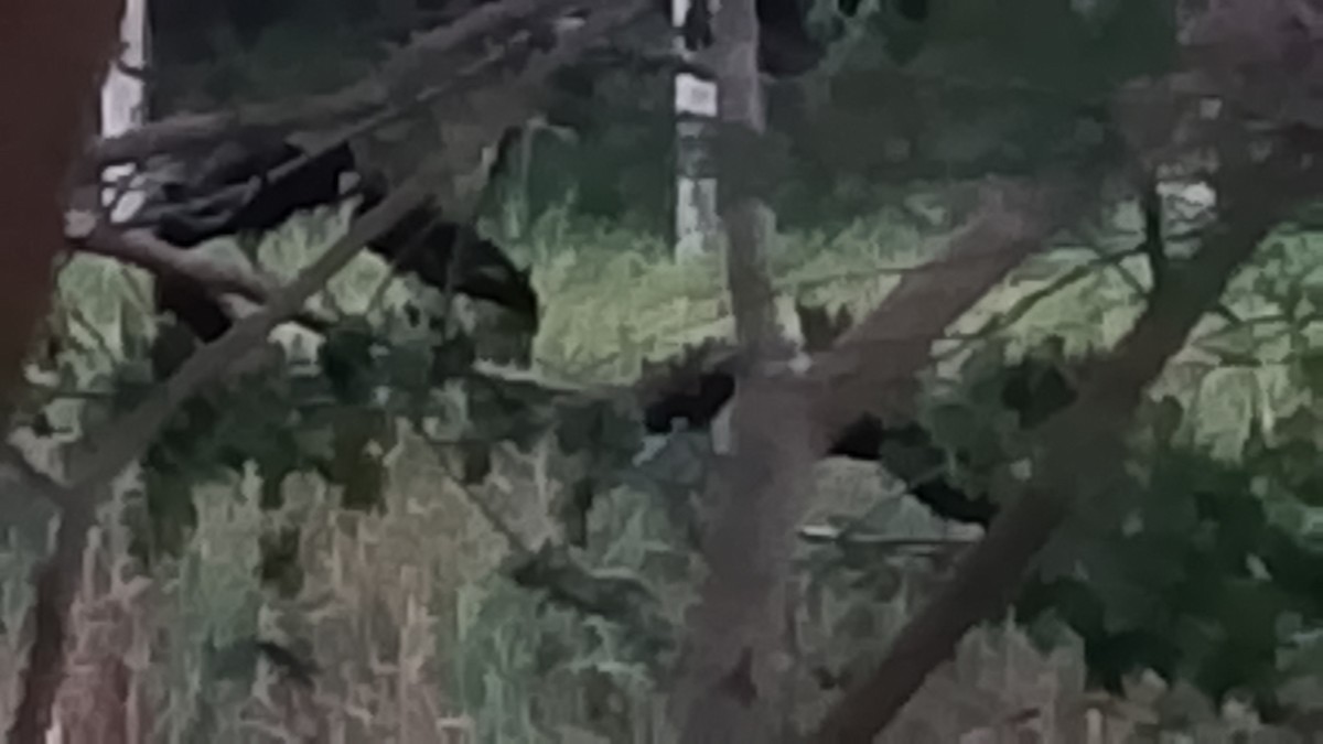 Bare-faced Ibis - ML644868213