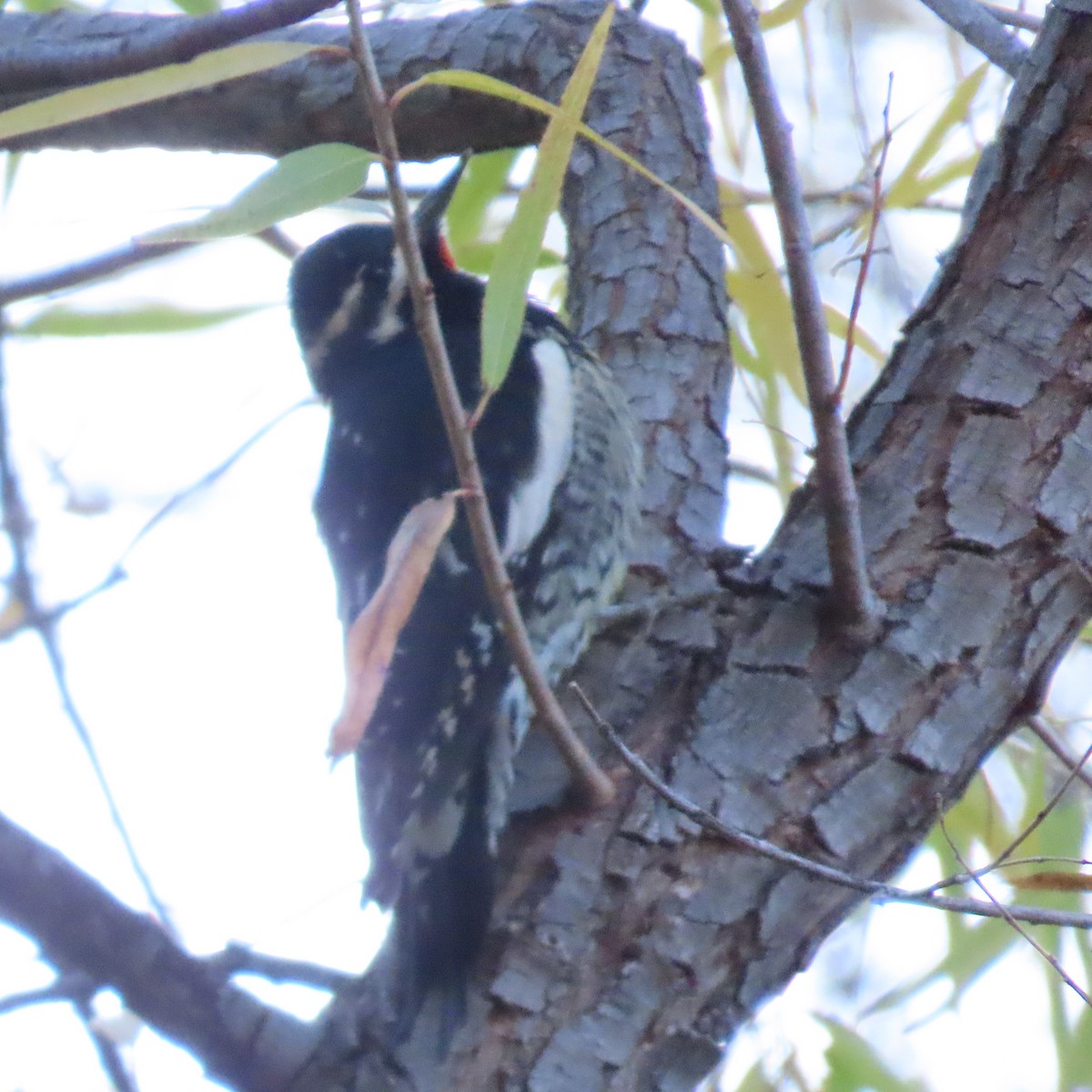 Williamson's Sapsucker - ML644868214