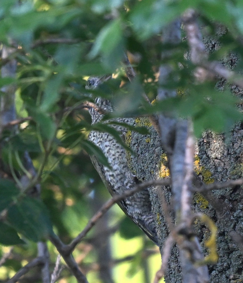Eurasian Green Woodpecker - ML644868217