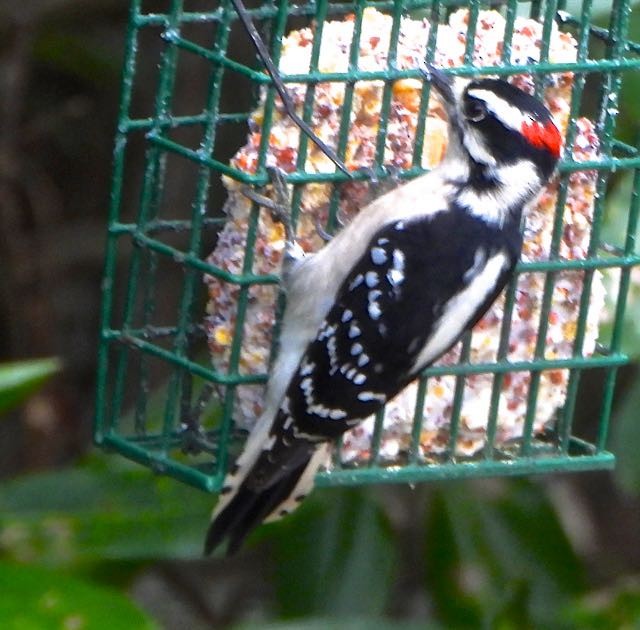Downy Woodpecker - ML644868219