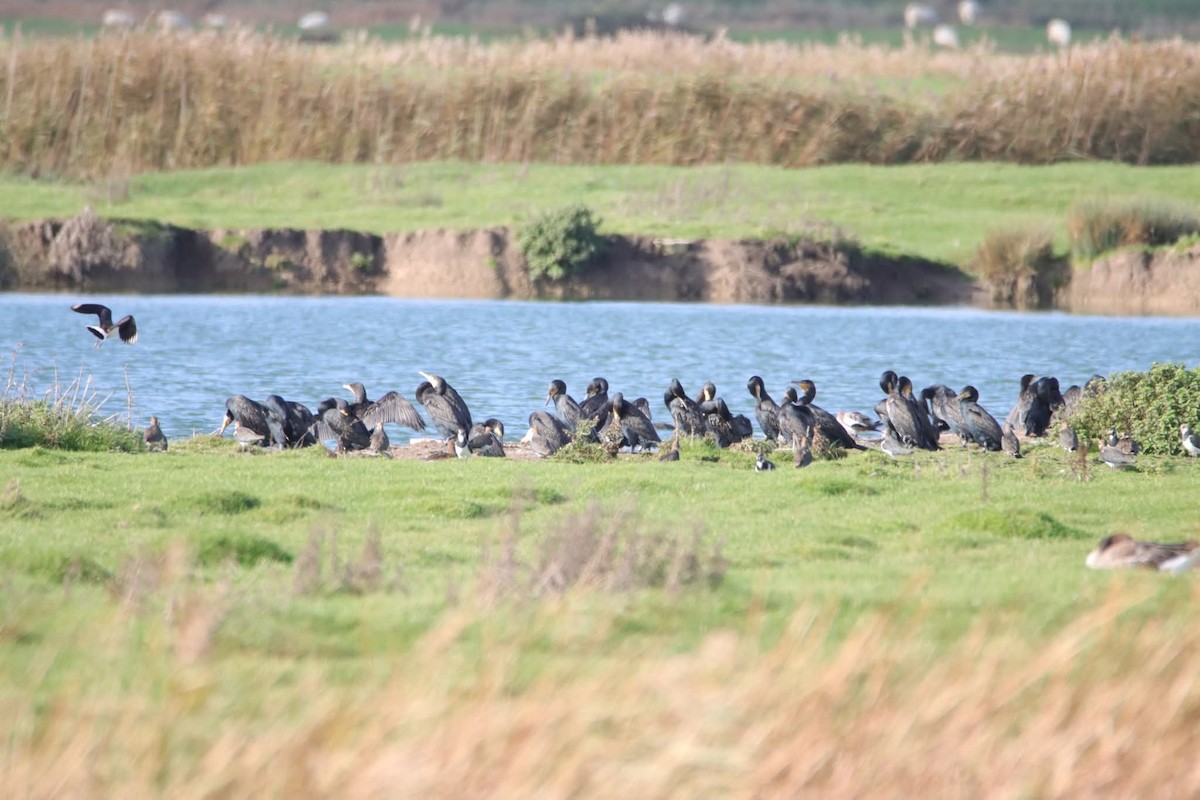 Great Cormorant/European Shag - ML644868220