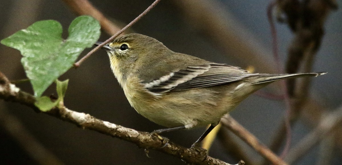 Pine Warbler - ML644868224