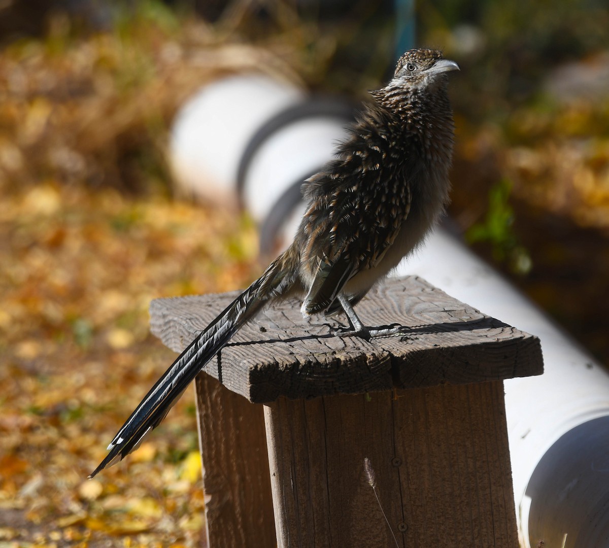 Greater Roadrunner - ML644868235