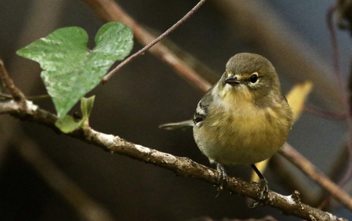 Pine Warbler - ML644868236