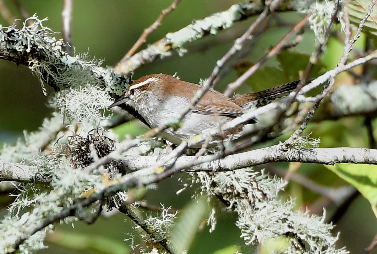 Troglodyte de Bewick - ML644868237