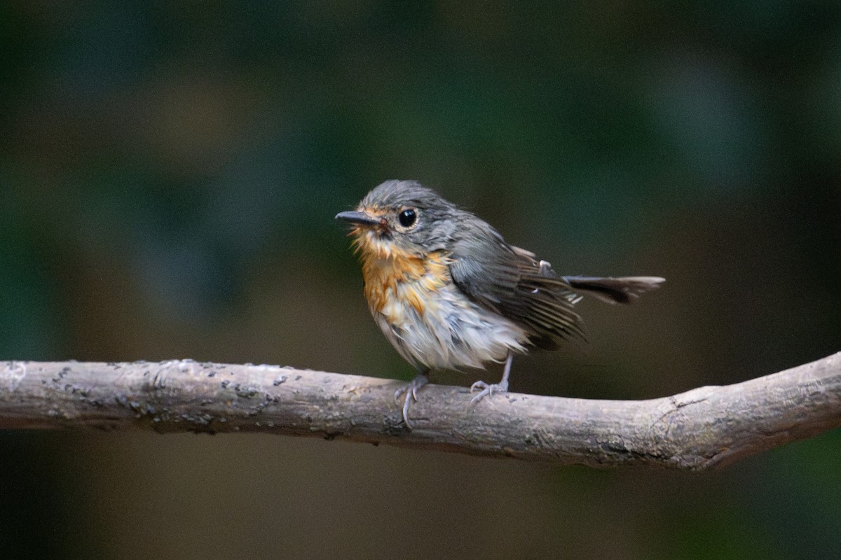 Indochinese Blue Flycatcher - ML644868238