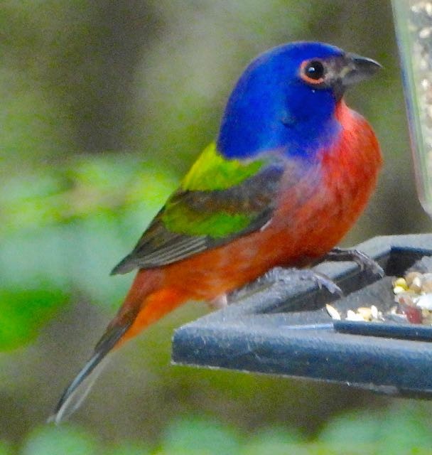 Painted Bunting - ML644868239