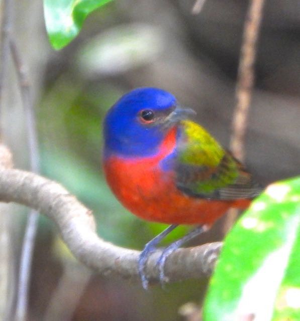 Painted Bunting - ML644868240
