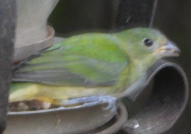 Painted Bunting - ML644868241