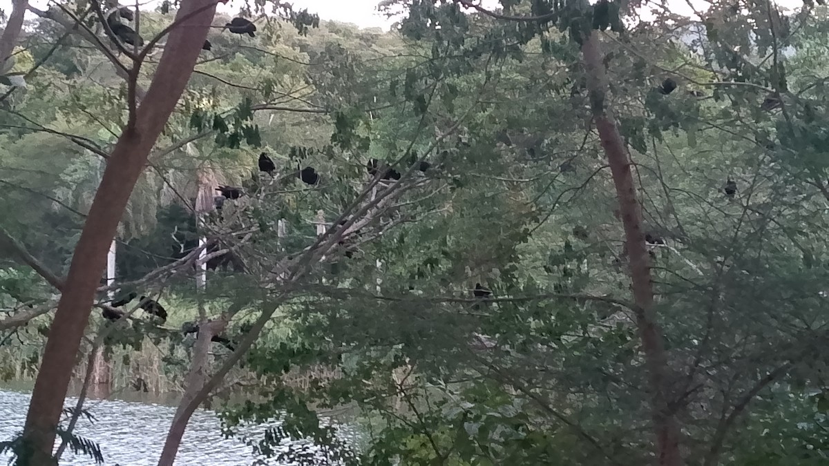 Bare-faced Ibis - ML644868242