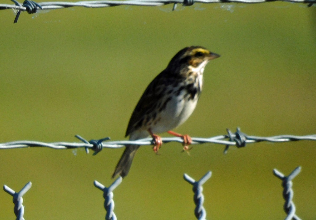 Savannah Serçesi - ML644868247