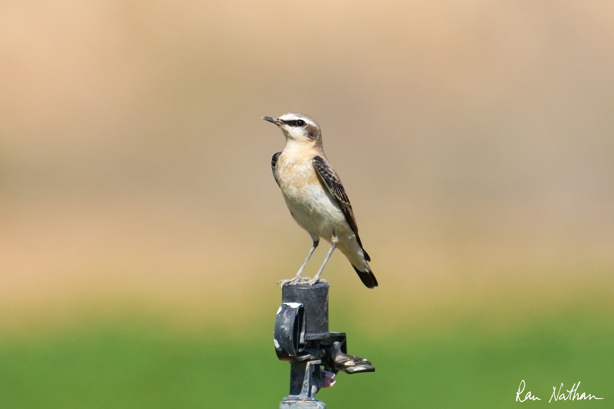 Northern Wheatear (Eurasian) - ML644868250