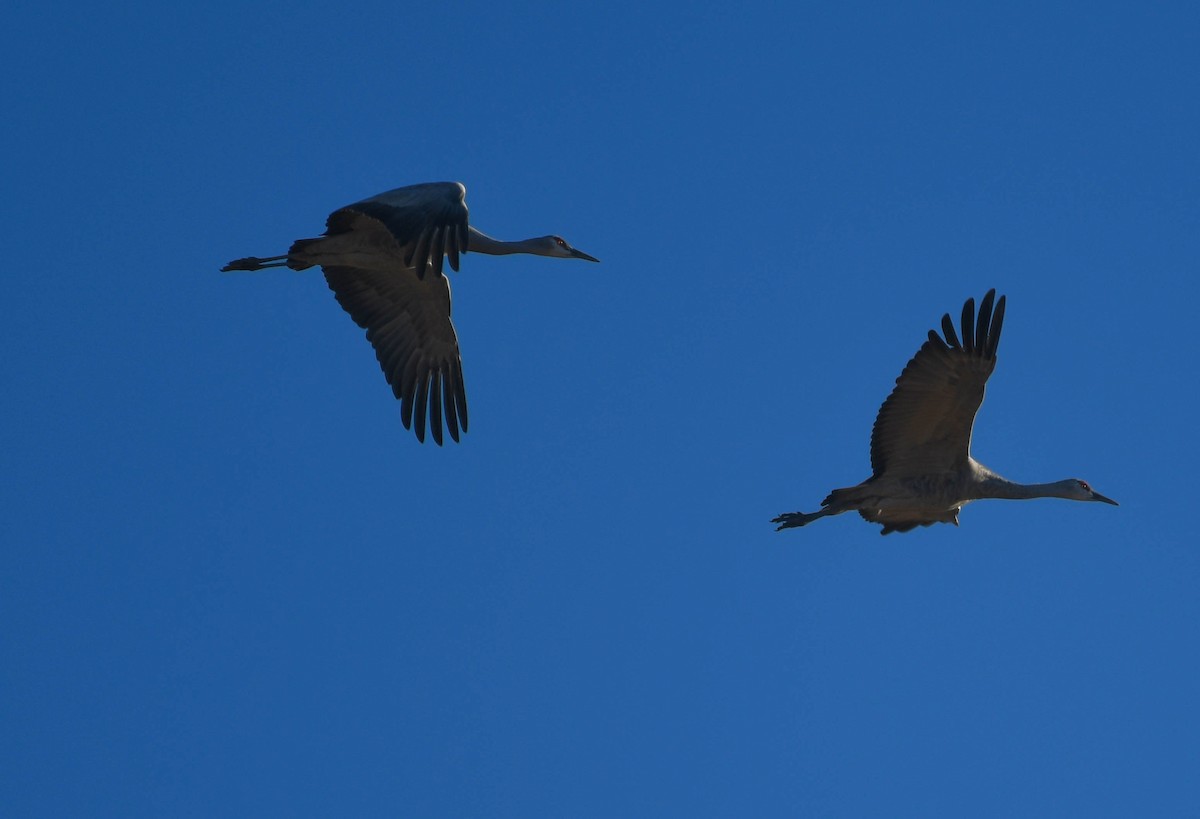 Sandhill Crane - ML644868271
