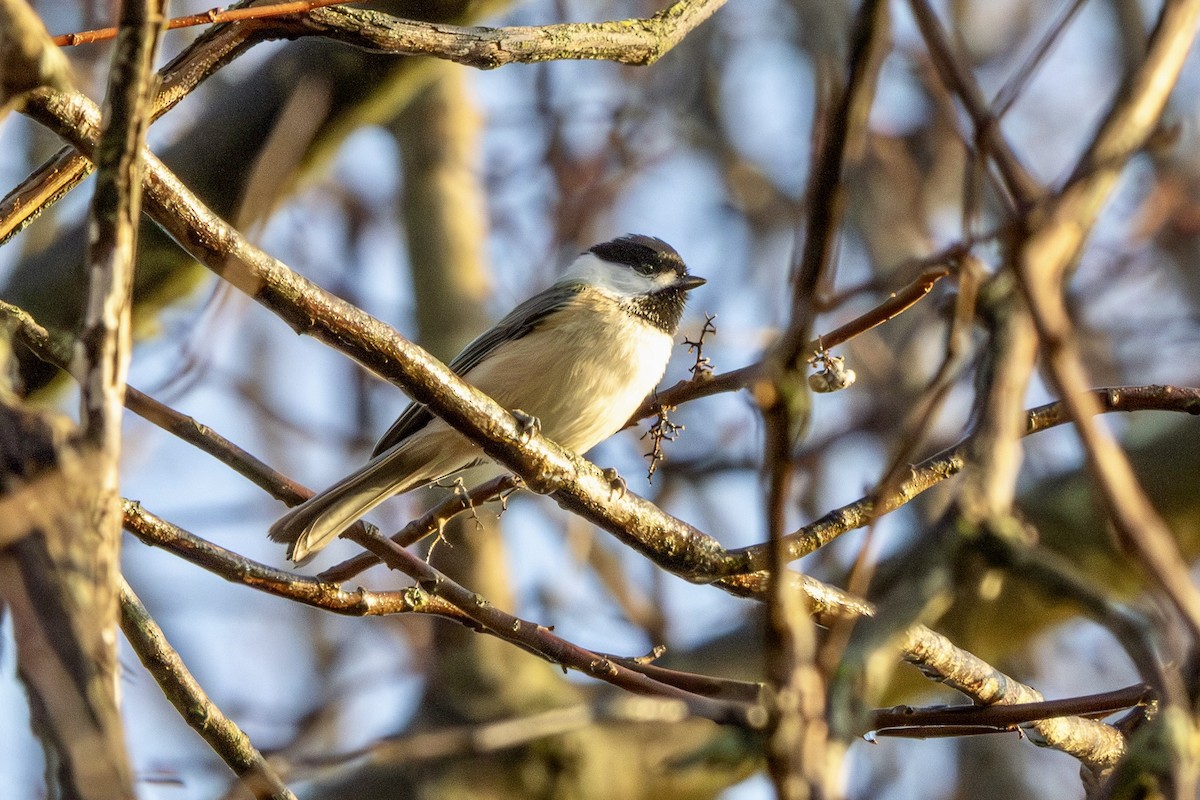 Гаїчка світлокрила - ML644868283