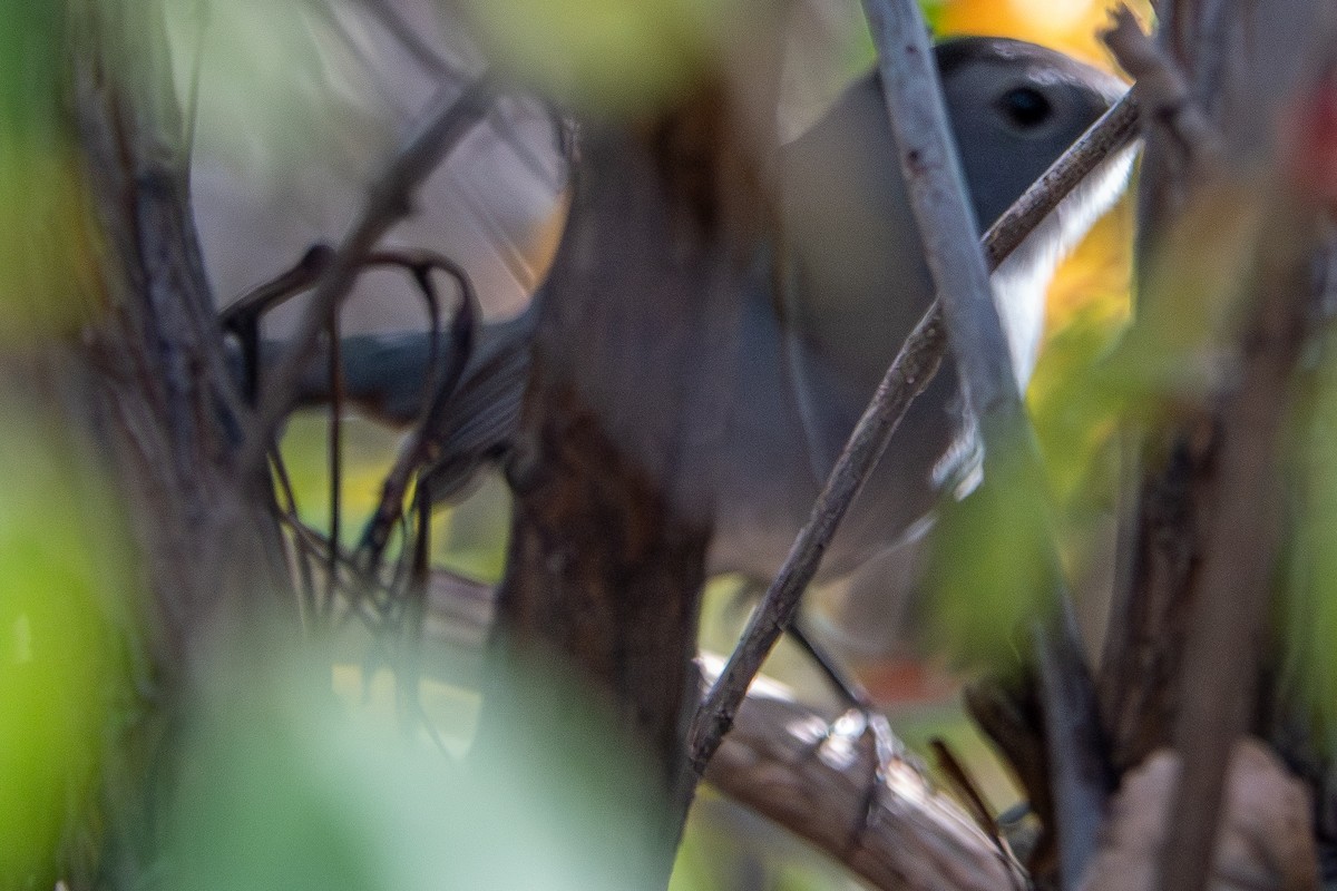 Gray Catbird - ML644868289