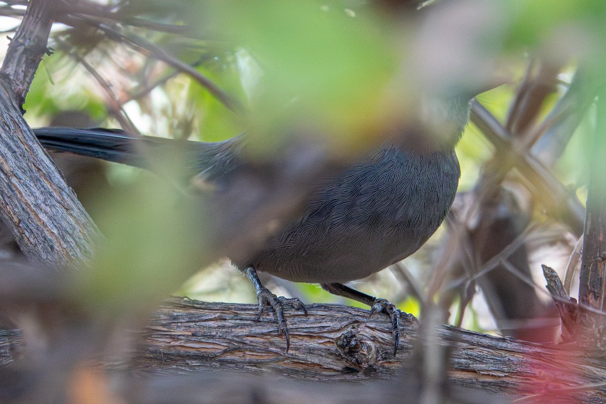 Gray Catbird - ML644868292