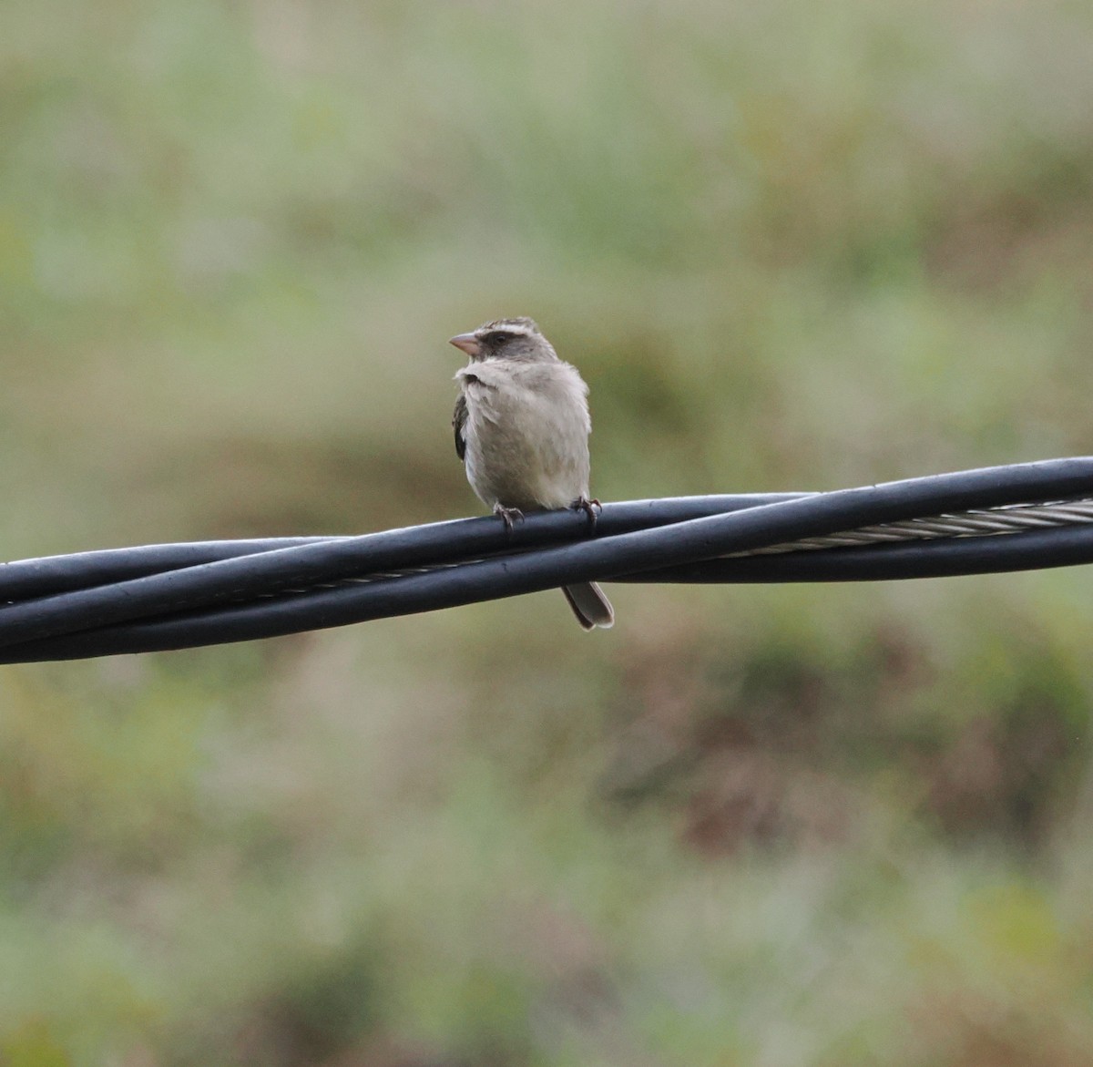 Streaky-headed Seedeater - ML644868300