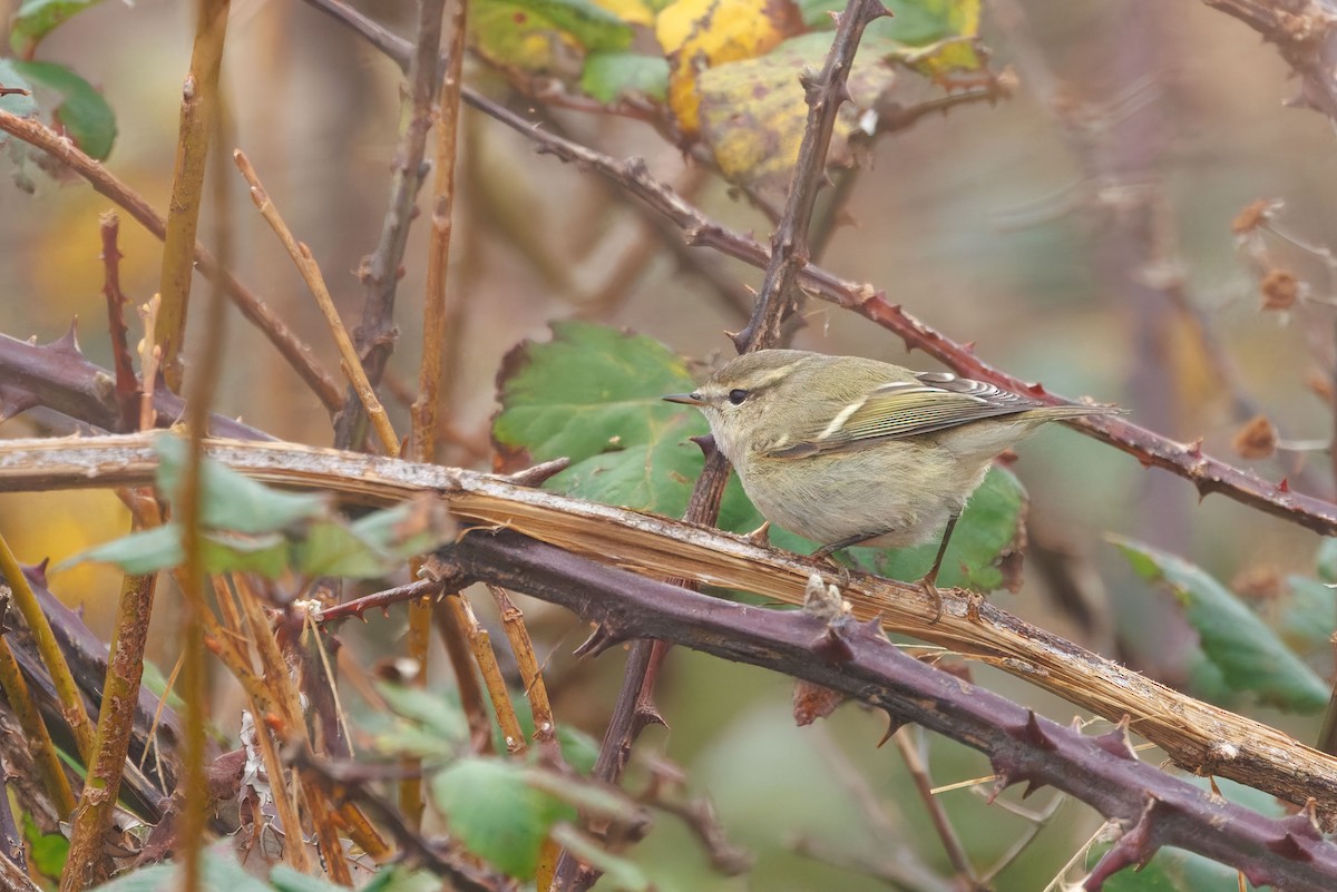 Hume's Warbler - ML644868304