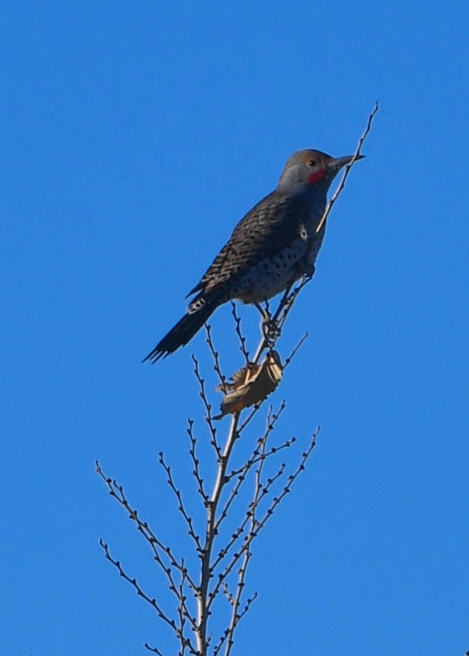 Northern Flicker - ML644868308