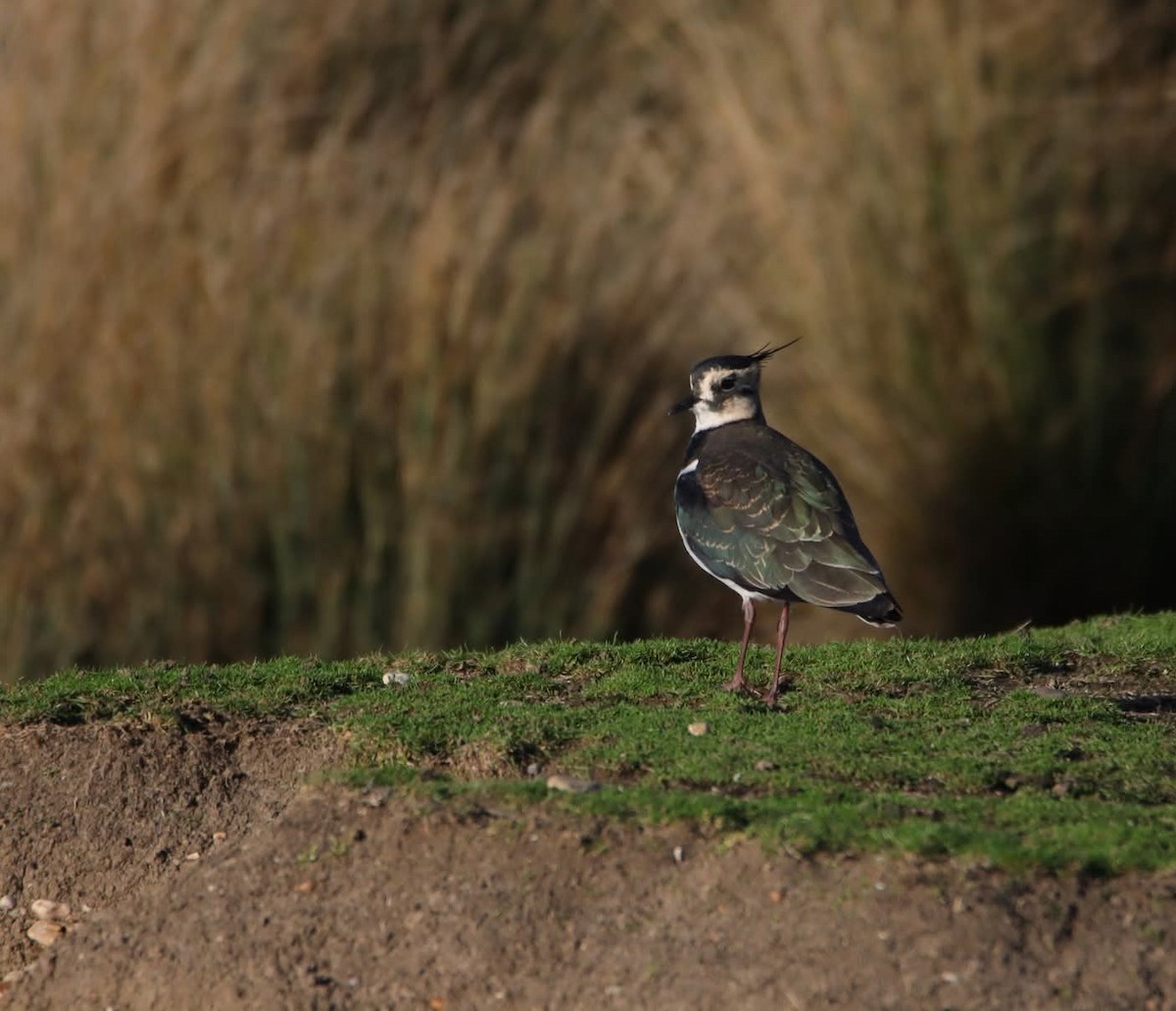 Northern Lapwing - ML644868313