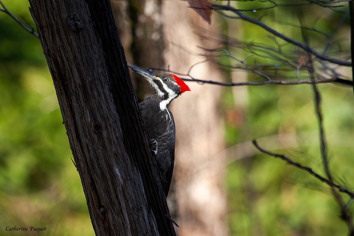 Pileated Woodpecker - ML644868321
