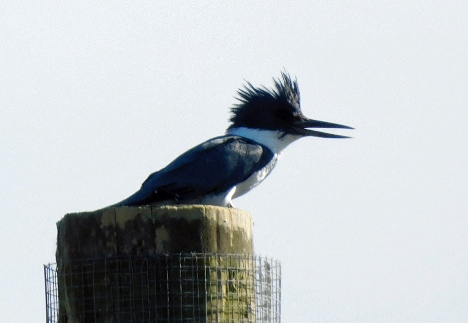 Martin handi iparramerikarra - ML644868324