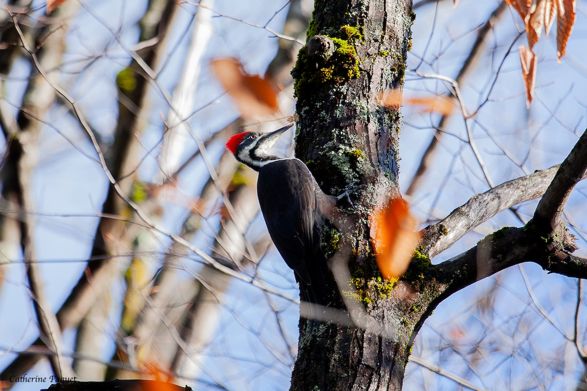 Pileated Woodpecker - ML644868328