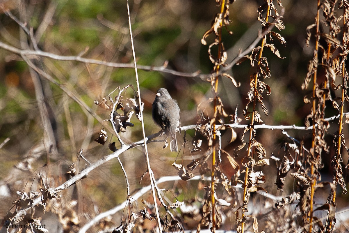 Dark-eyed Junco - ML644868337