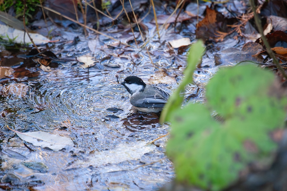 Гаїчка світлокрила - ML644868350