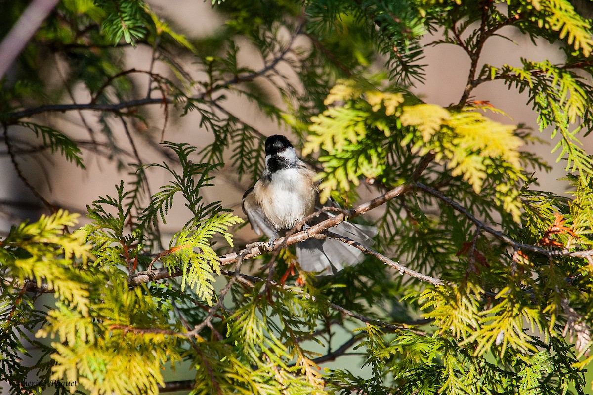 Гаїчка світлокрила - ML644868353