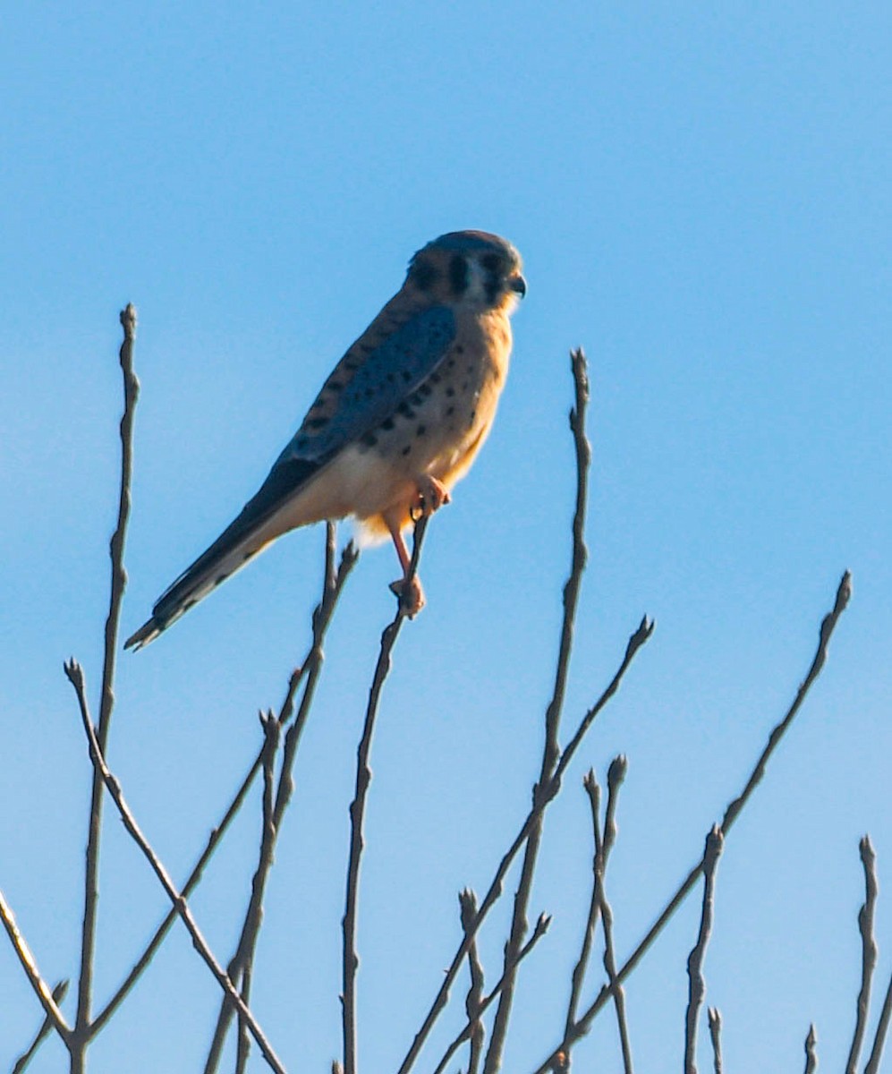 American Kestrel - ML644868356